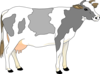 Gray And White Standing Cow Clip Art